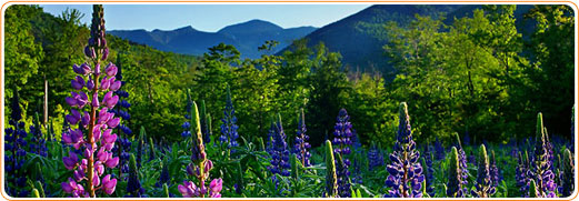 beautiful scenery in the mount washington area image